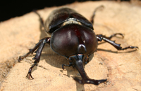 カブトムシの画像